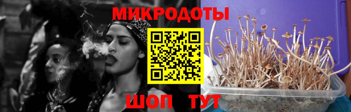 Псилоцибиновые грибы Psilocybe  Выкса 